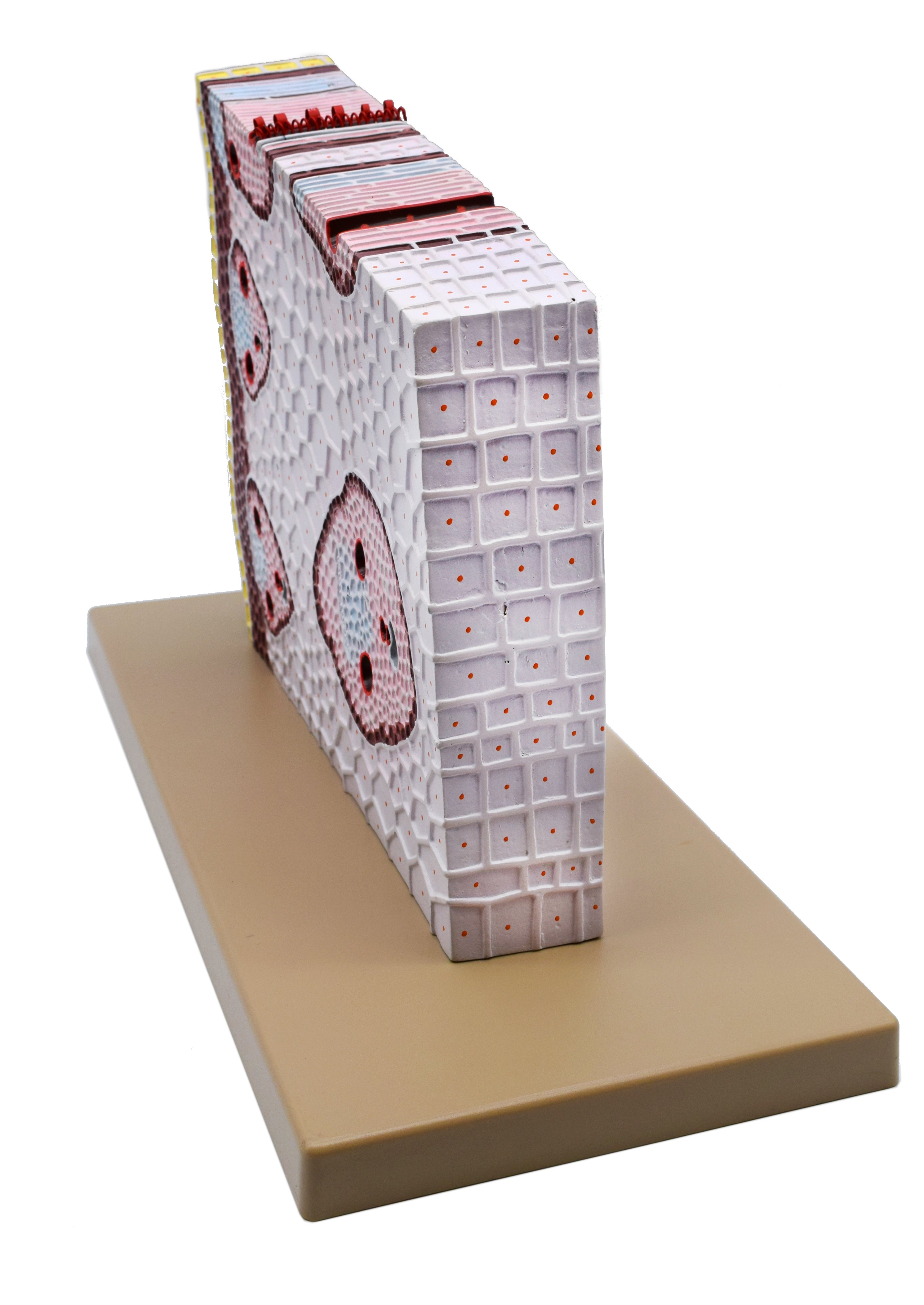 3D Monocot Stem Model with Cross Section, 11 x 18 x 8"