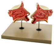 Nose and Olfactory Organ Model, 3X Enlarged