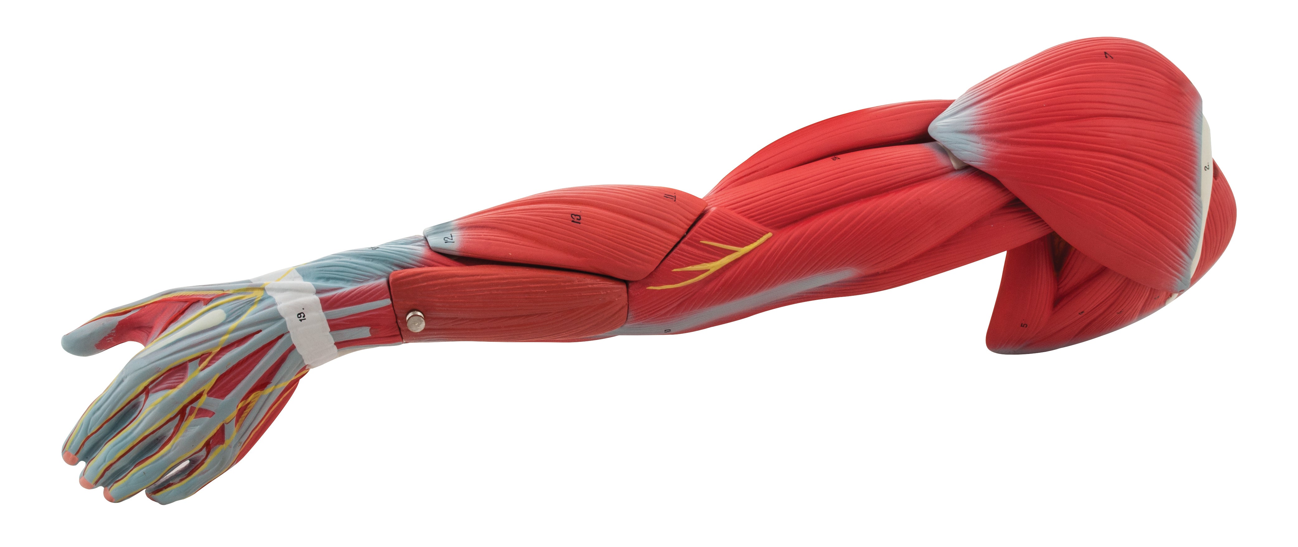 6-Part Muscular Human Arm Anatomical Model