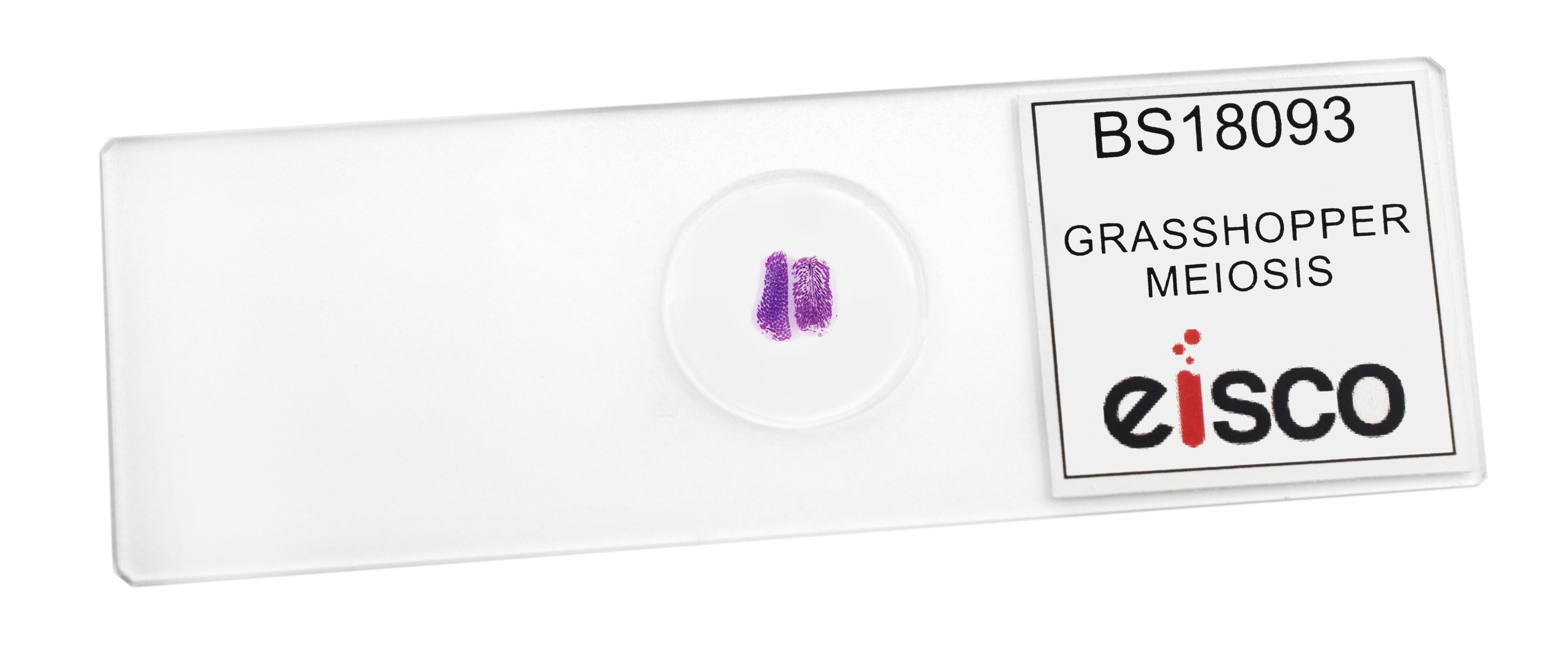 Grasshopper Meiosis Wholemount Prepared Microscope Slide