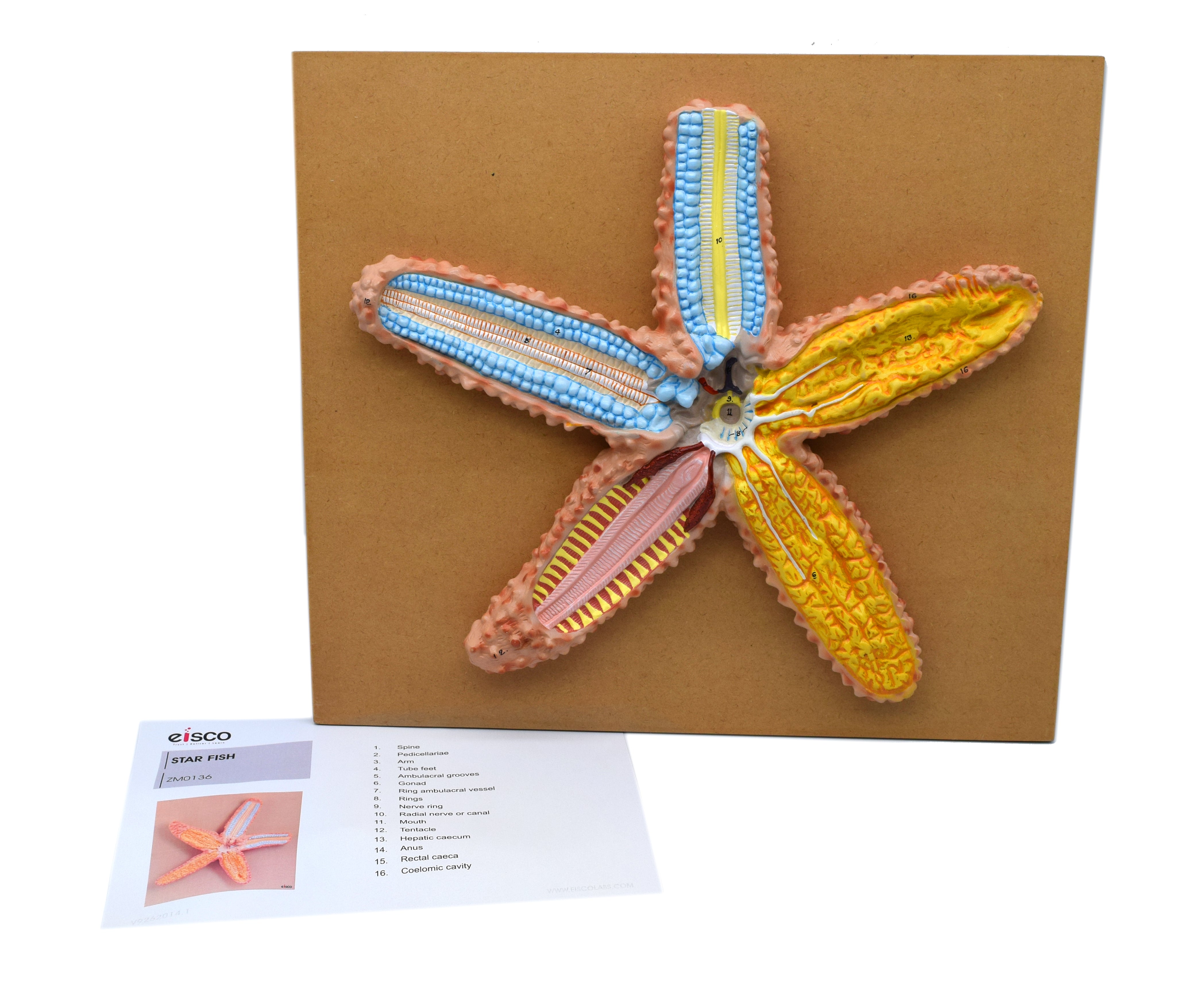Hand-Painted 3D Starfish Sectional Anatomical Model on Base, 18 x 16 inch