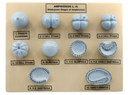 Hand-Painted 3D Amphioxus Embryonic Stages Anatomical Model on Base, 10 x 9 inch