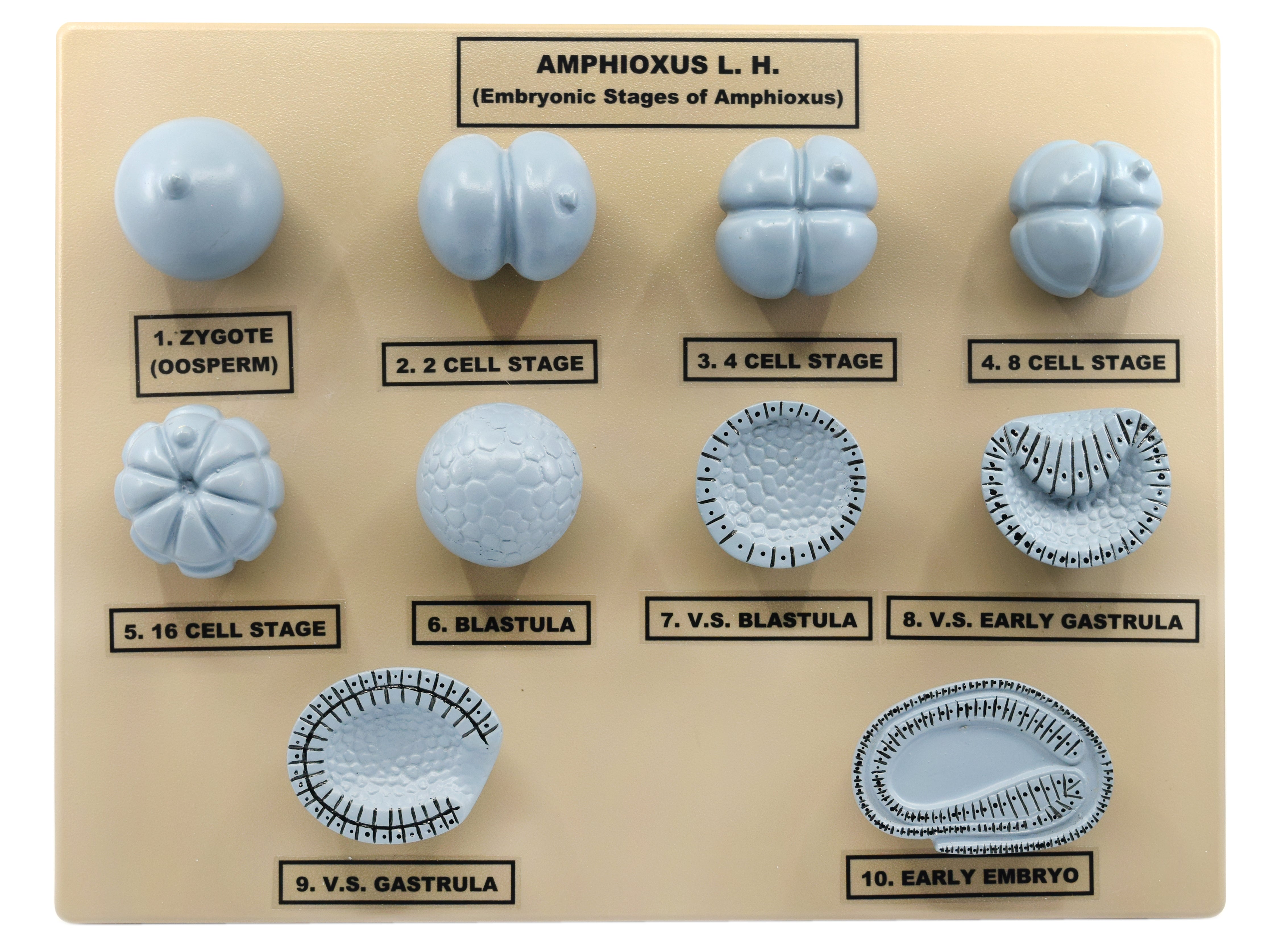 Hand-Painted 3D Amphioxus Embryonic Stages Anatomical Model on Base, 10 x 9 inch