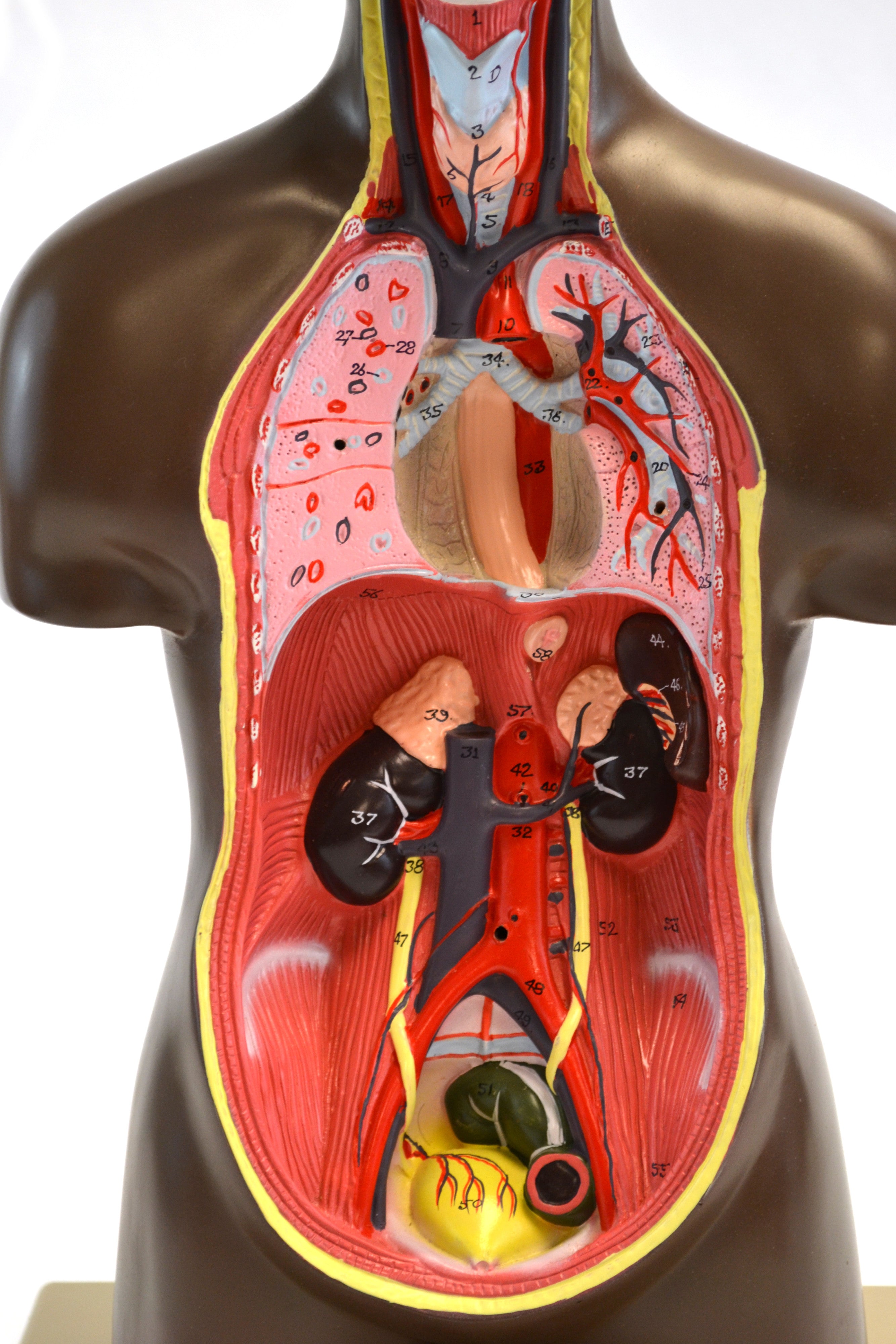 Half-Size Human Torso Model with Dark Complexion, 20" Tall