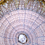 Tilia Old Stem Cross Section Prepared Microscope Slide