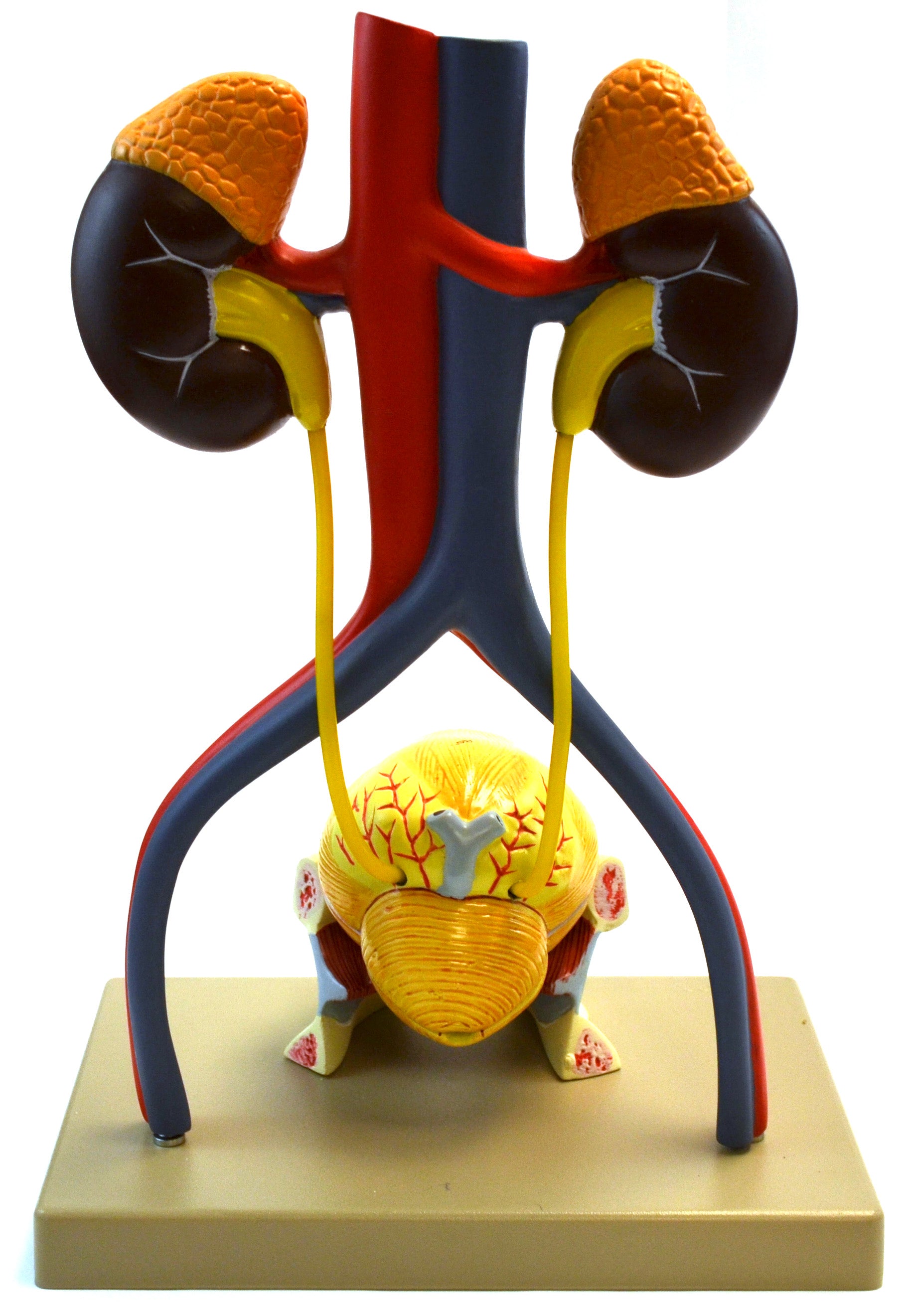 Male Urinary System Model, Life Size, 15" Tall, Free Standing