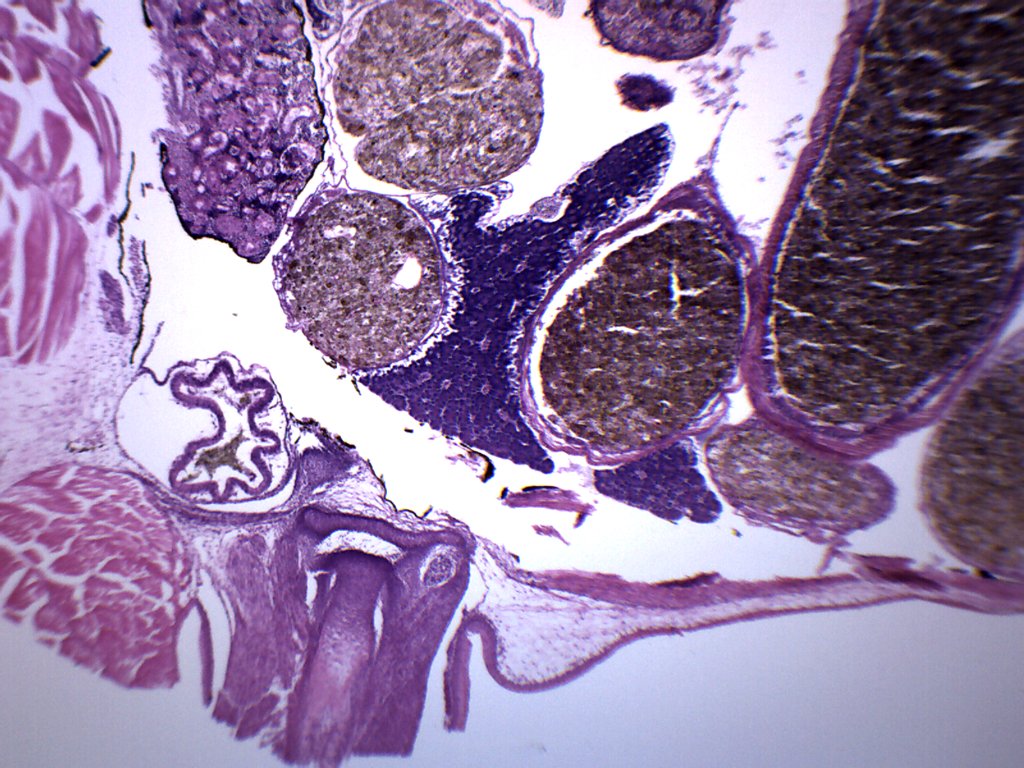 Tadpole Thorax and Gills Cross-Section Prepared Microscope Slide