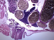 Tadpole Thorax and Gills Cross-Section Prepared Microscope Slide