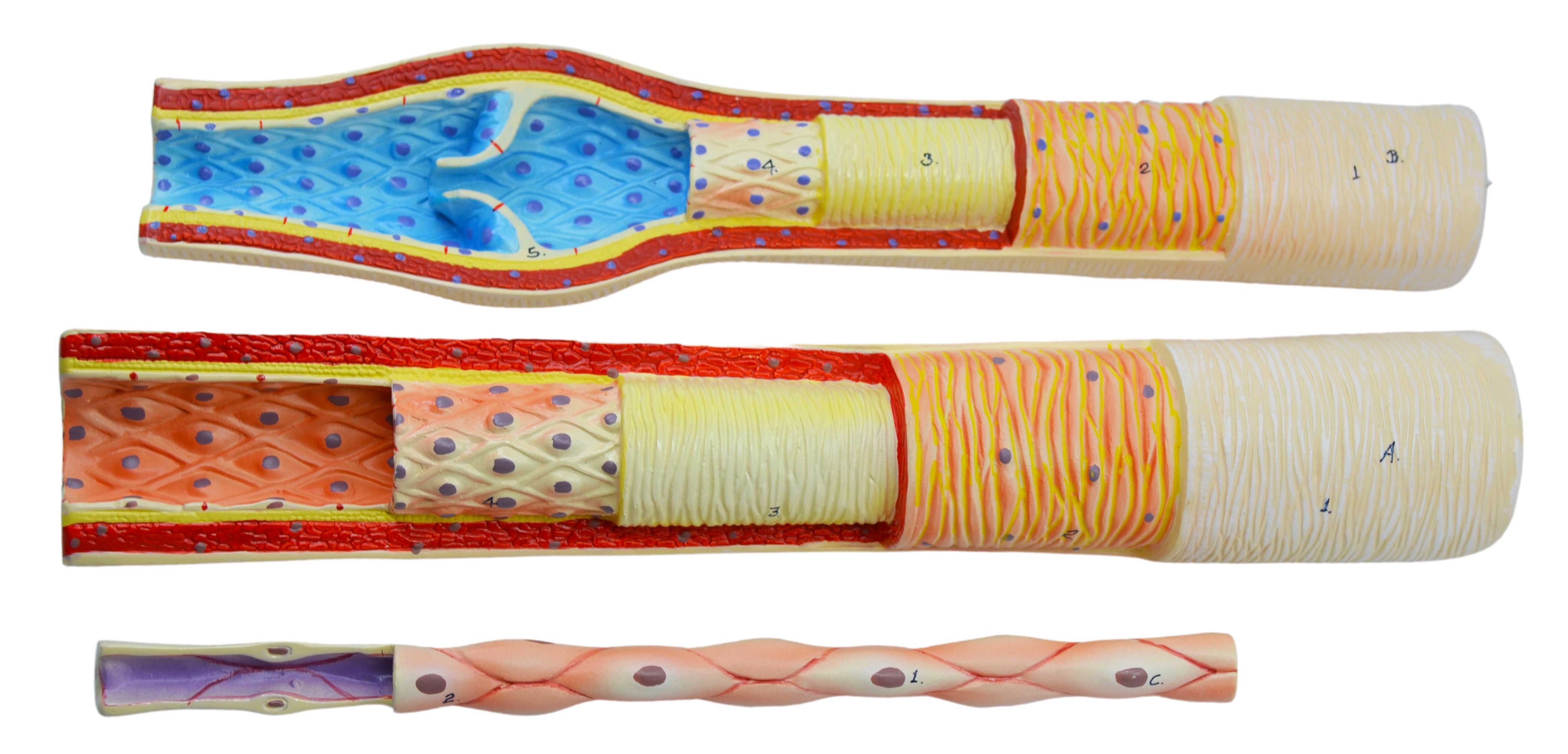 3-Piece Artery, Vein, and Capillary Model Set, 13", Enlarged
