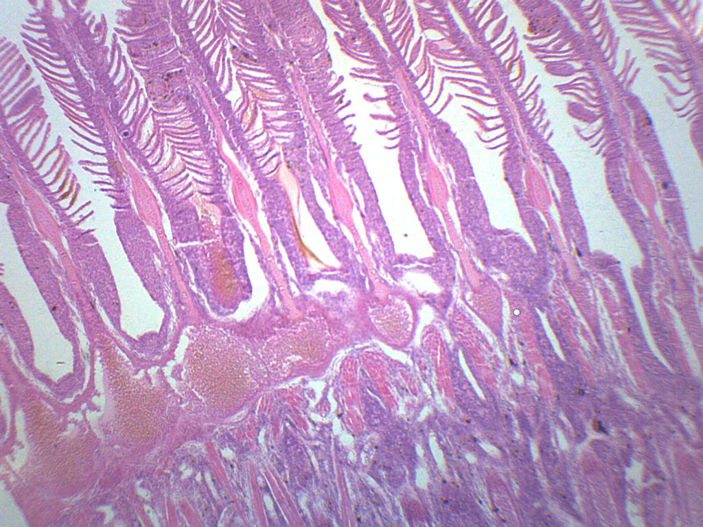 Freshwater Fish Gills Prepared Microscope Slide