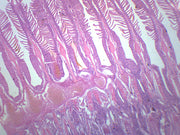 Freshwater Fish Gills Prepared Microscope Slide