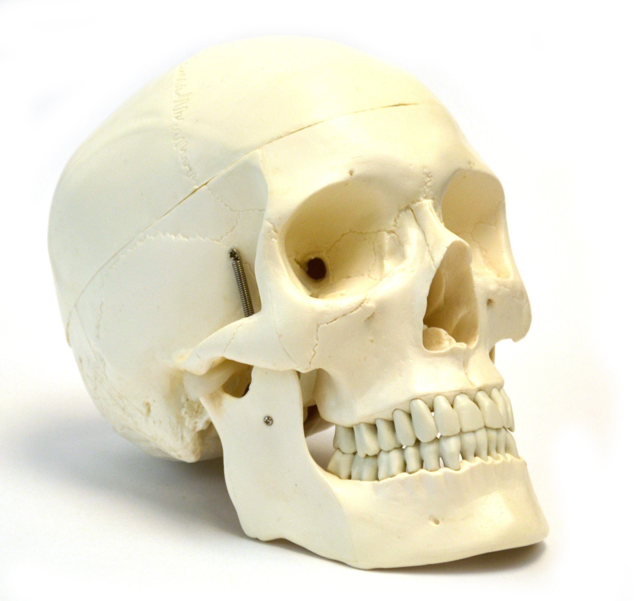 4-Piece Life-Size Human Skull Anatomical Model Set, 3-Part Numbered Color-Coded Painted, 9 inch