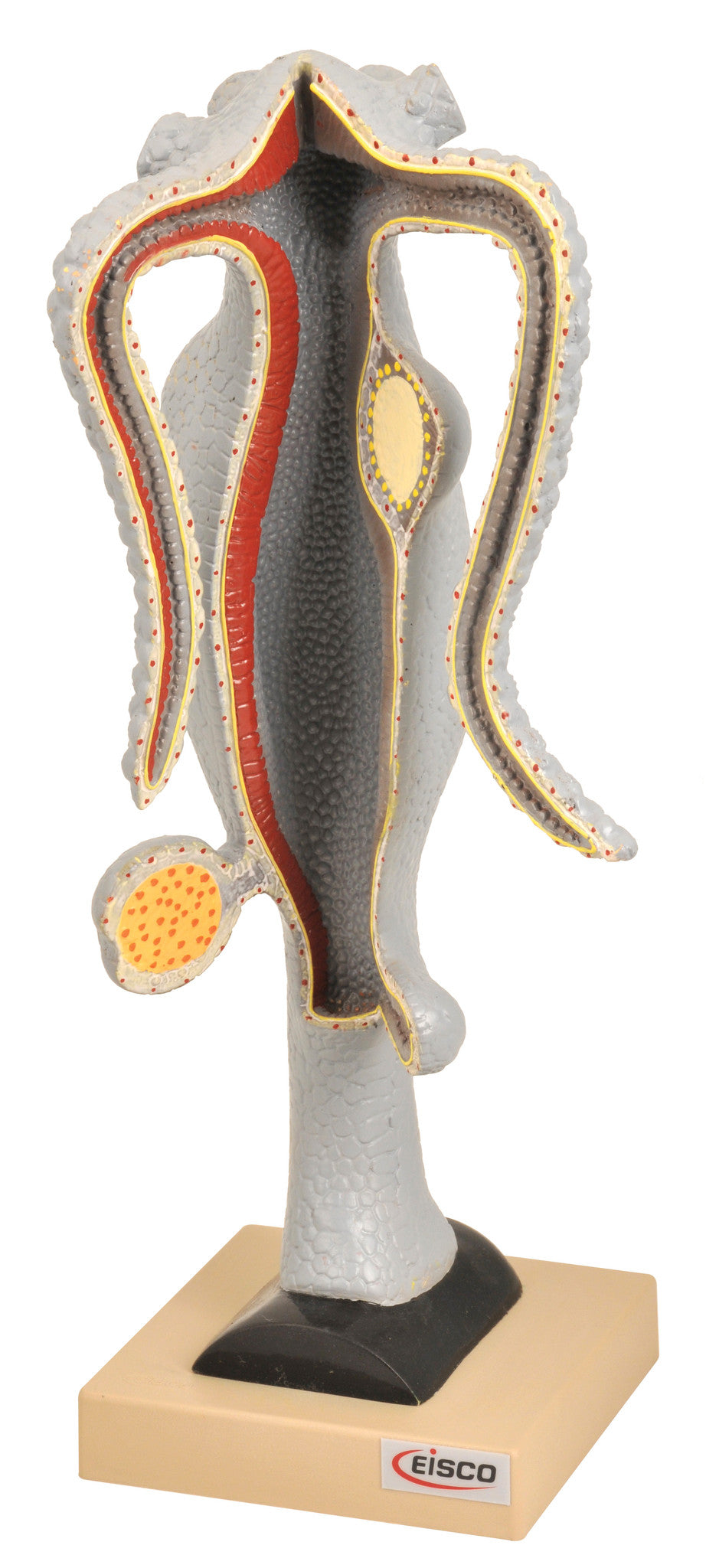 Hydra Anatomical Model, Basic