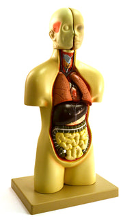 12-Part Miniature Sexless Human Torso Anatomical Model, 16 inch