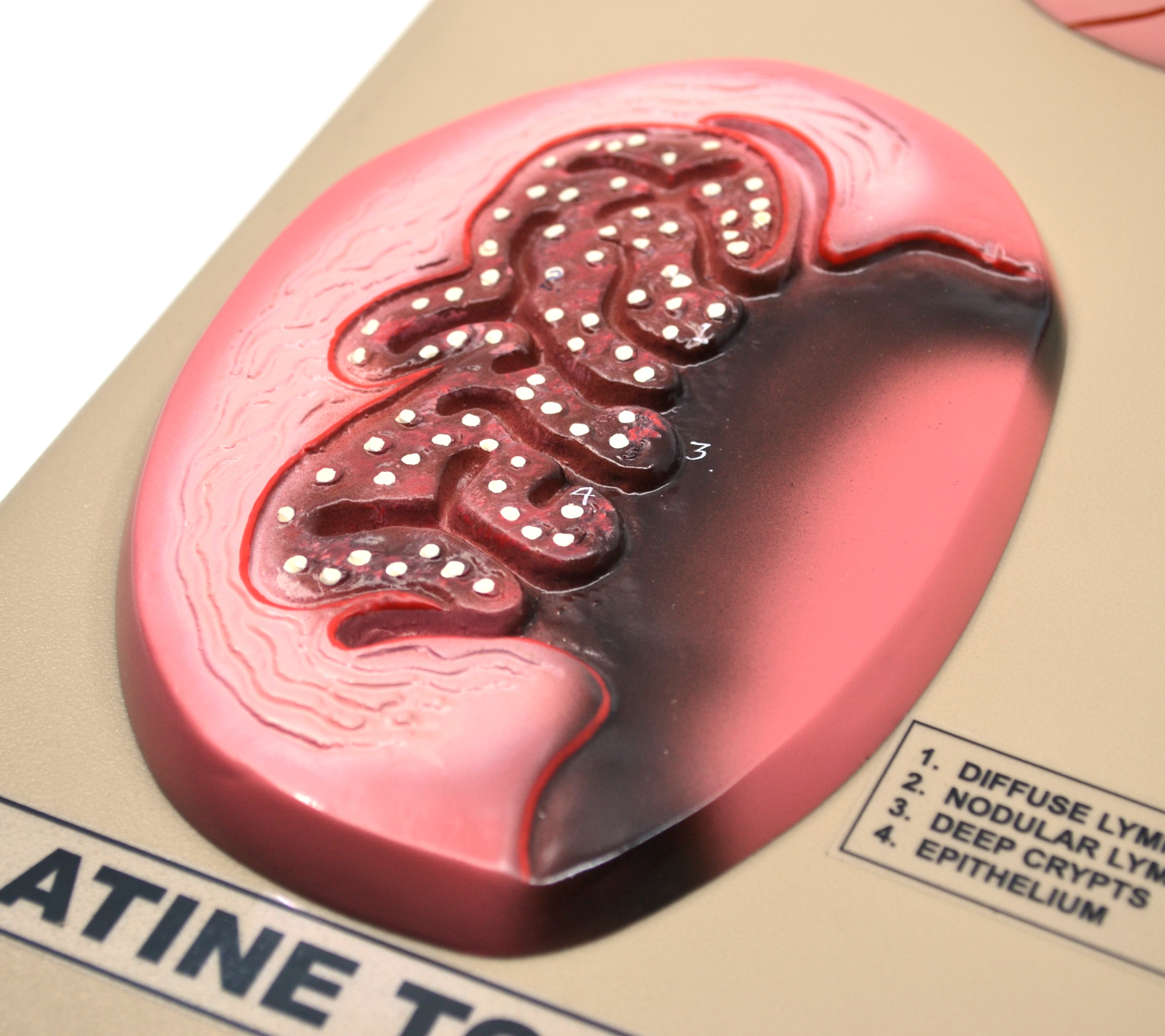 Premium Tonsils Model with 3D View, Hand-Painted