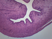 Female Uterus Prepared Microscope Slide