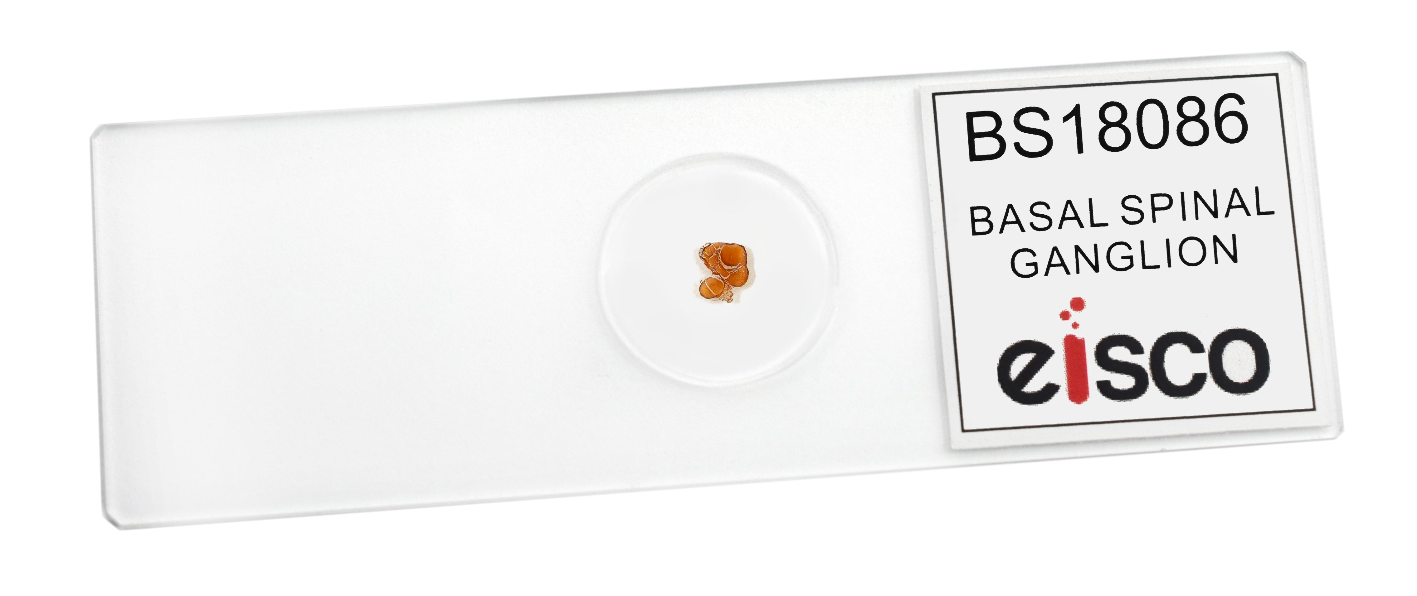Basal Spinal Ganglion Prepared Microscope Slide