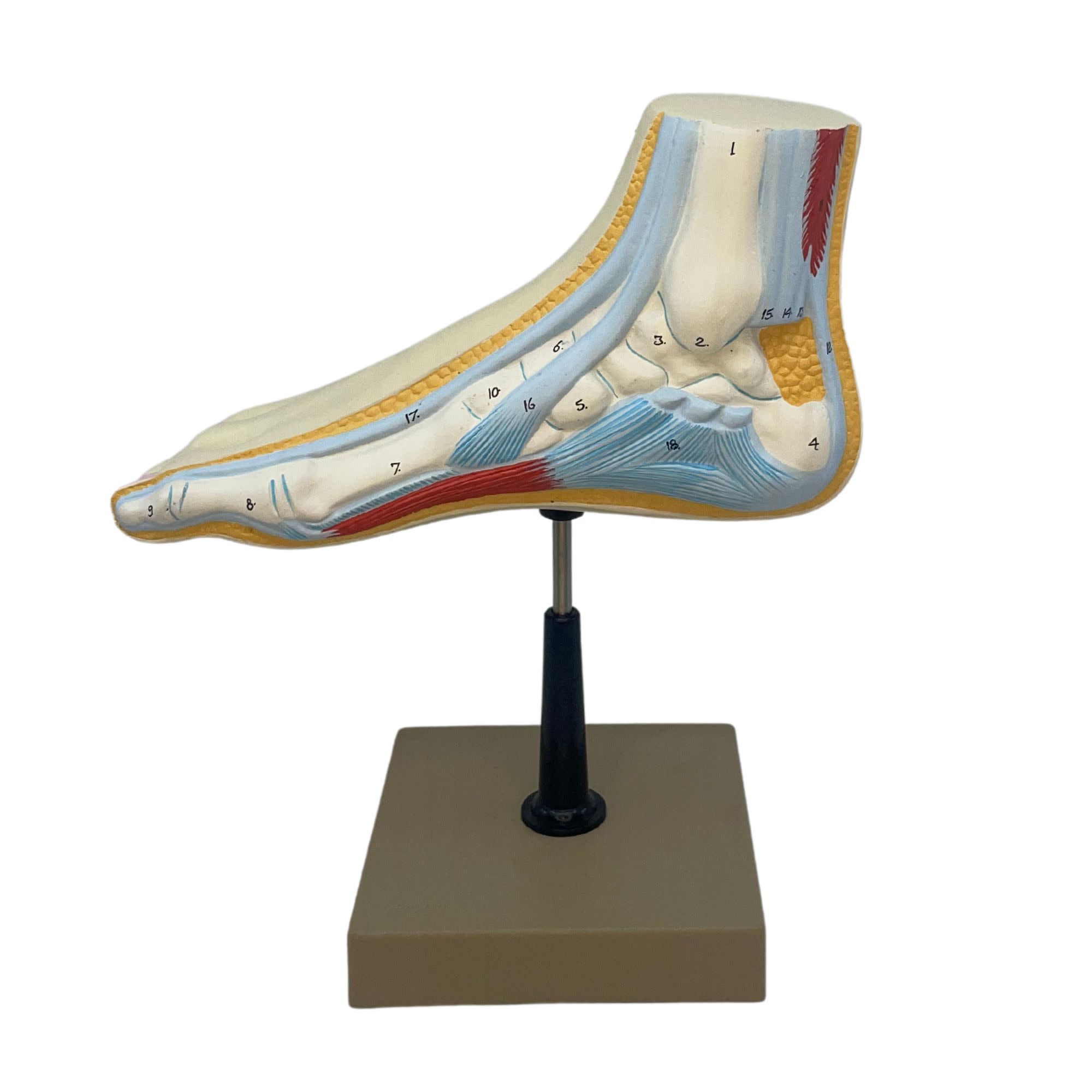 Human Foot Bow Model with 3 Feet, 18 Features