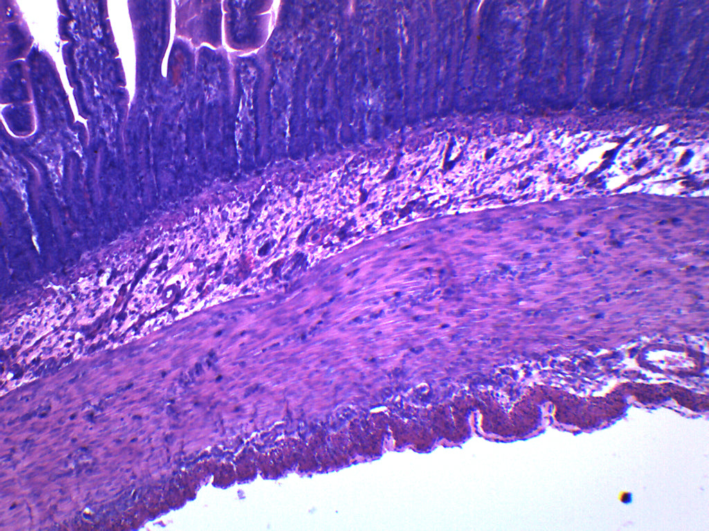 Epithelium Section (Mammal) Prepared Microscope Slide