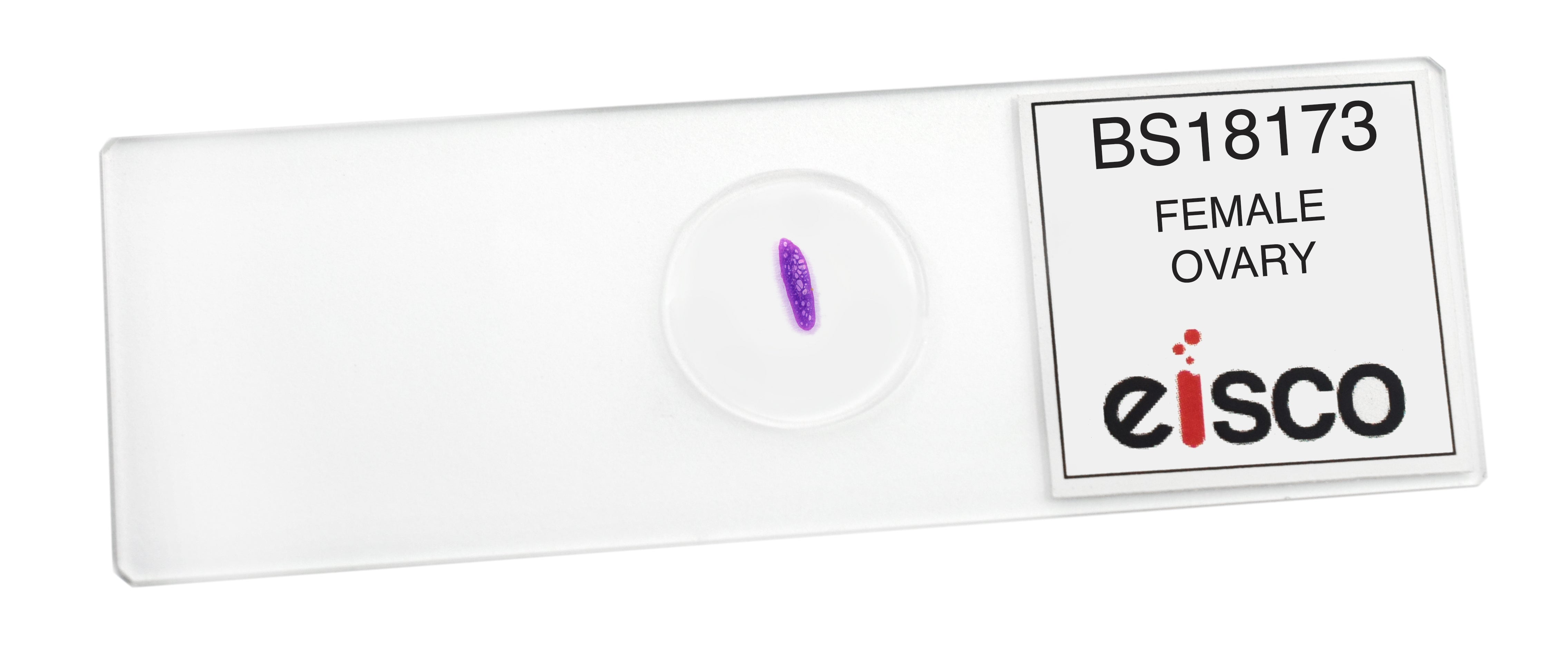 Female Ovary Prepared Microscope Slide
