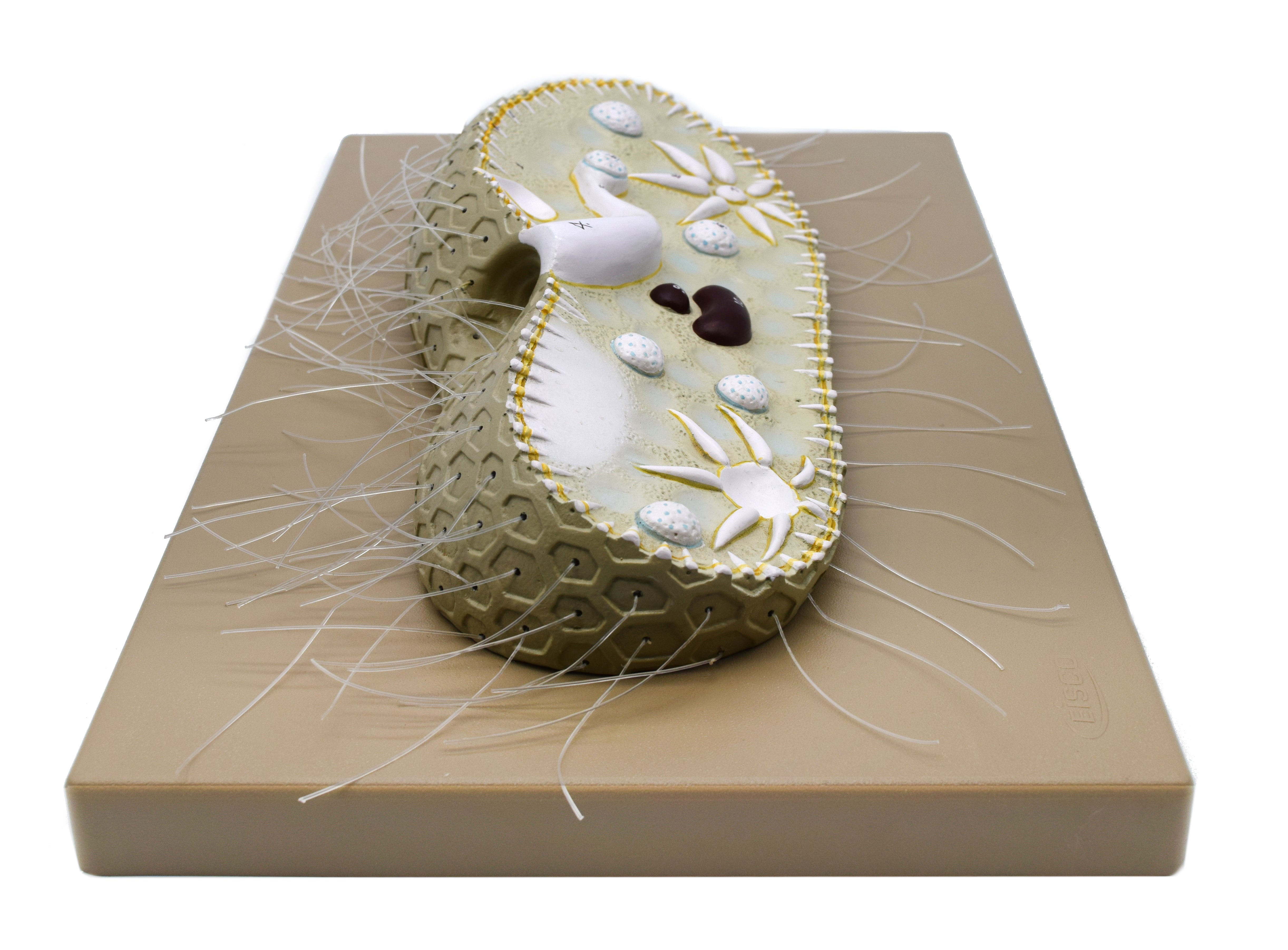 3D Paramecium Sectional Anatomical Model on Base, 15 x 9.5 inch