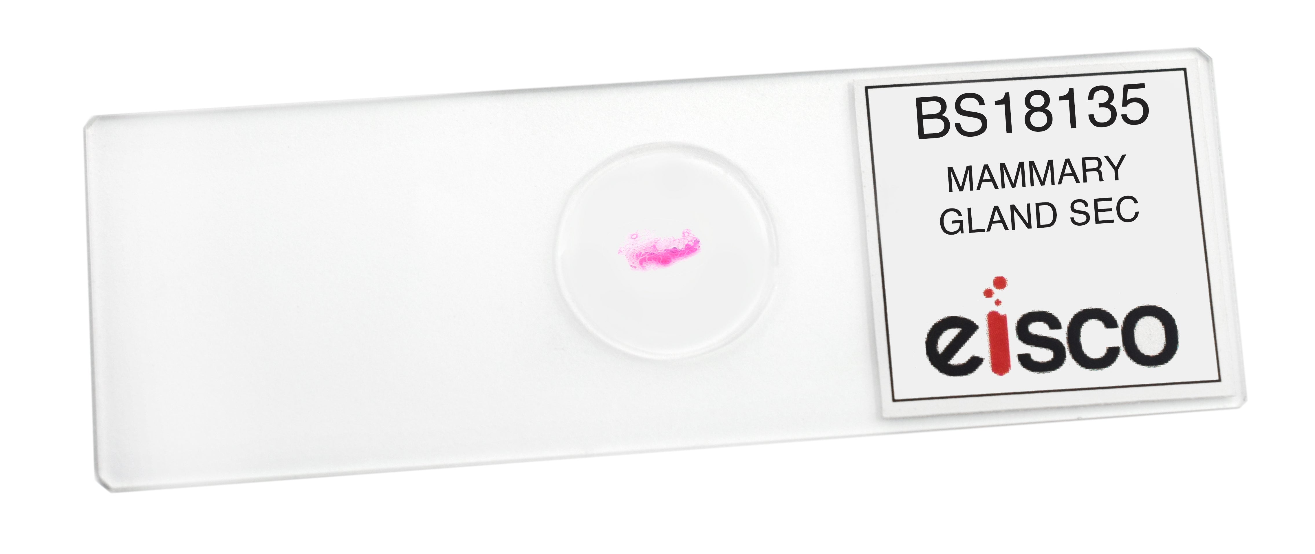 Mammary Gland Section Prepared Microscope Slide