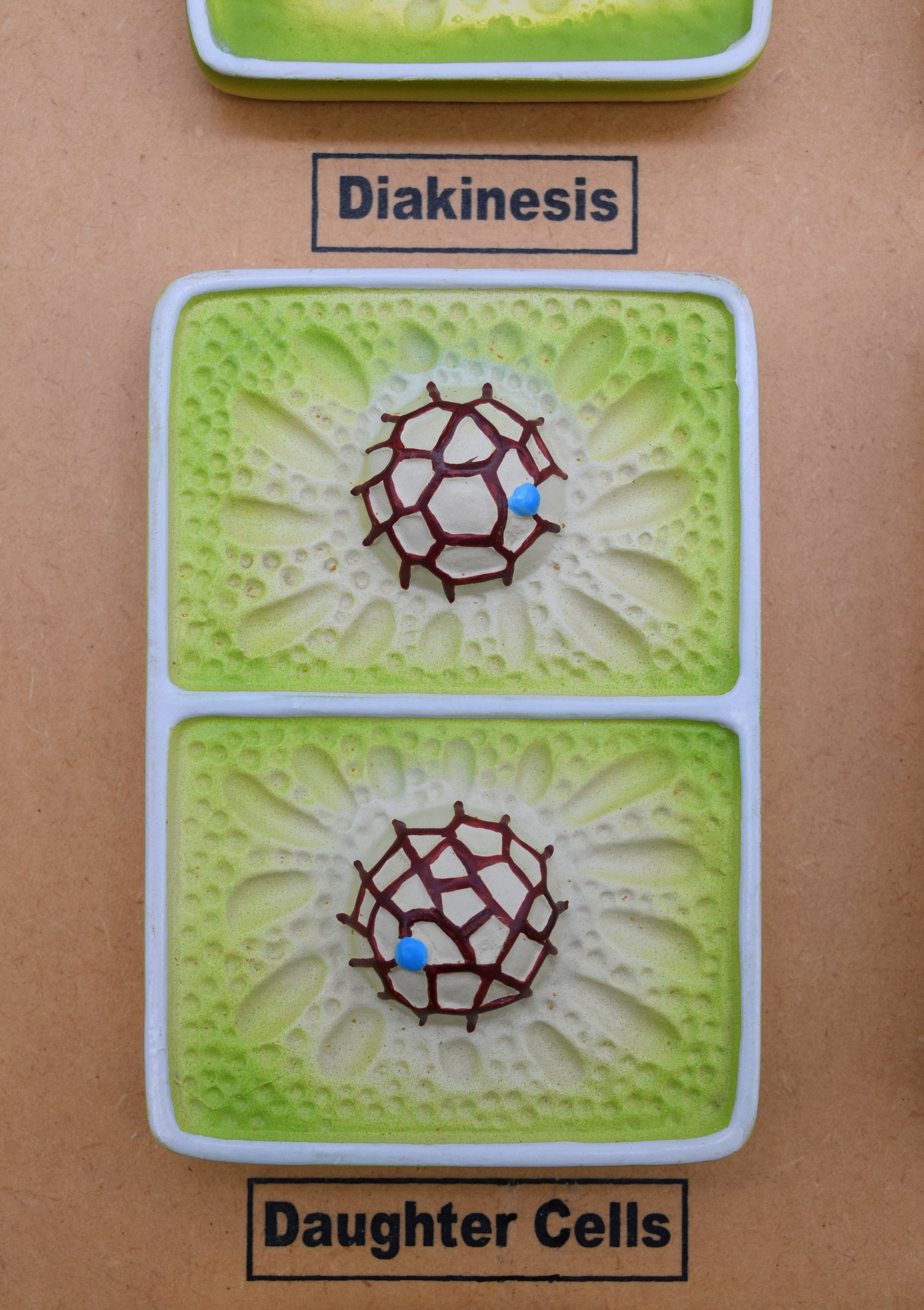 3D Plant Cell Division (Meiosis) Model, 24 x 18", Hand-Painted