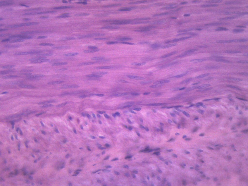 Smooth Muscle (Mammal) Cross and Longitudinal Section Prepared Microscope Slide