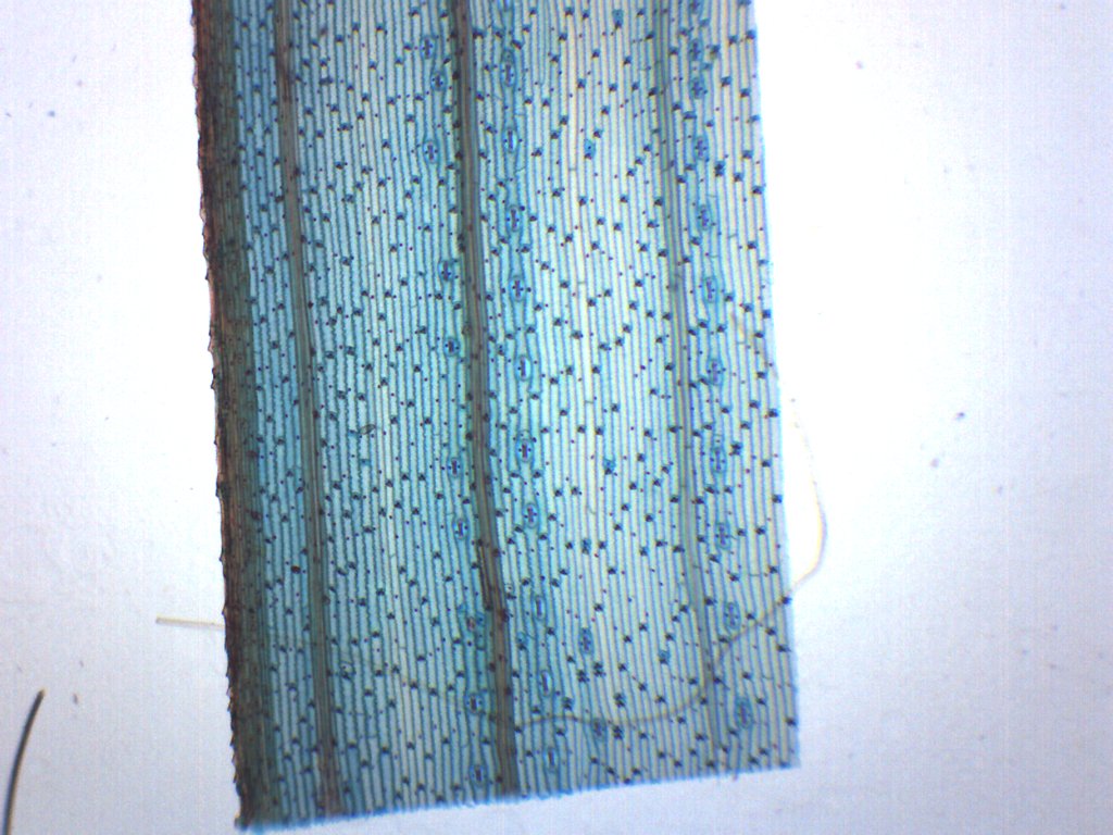 Monocot Leaf Epidermis Whole Mount Prepared Microscope Slide
