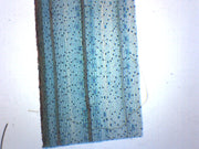 Monocot Leaf Epidermis Whole Mount Prepared Microscope Slide