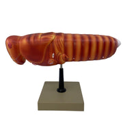 Hand-Painted Locust Dissection Anatomical Model