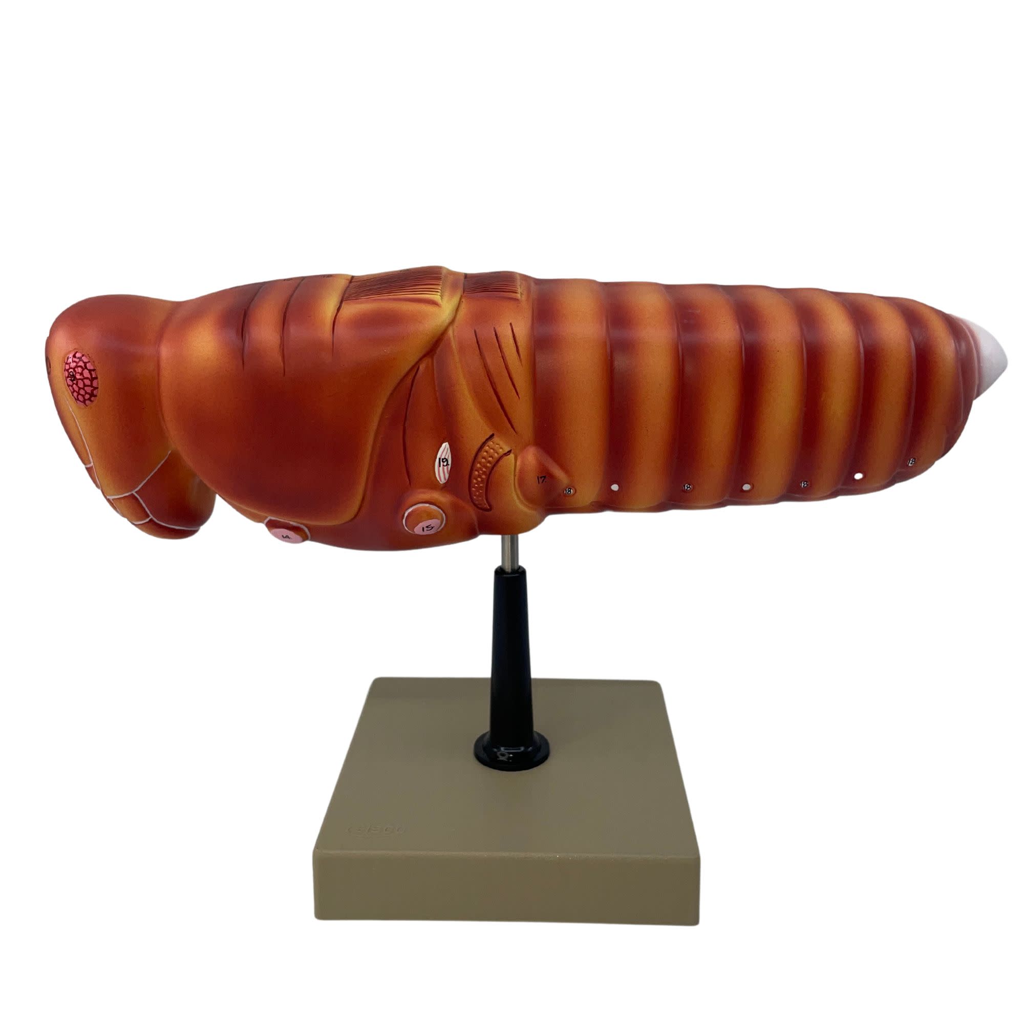 Hand-Painted Locust Dissection Anatomical Model