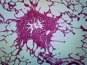 Cat Lung Prepared Microscope Slide
