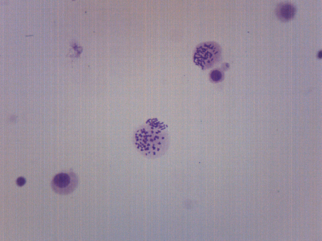 Male Human Chromosome Smear Prepared Microscope Slide