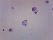Male Human Chromosome Smear Prepared Microscope Slide