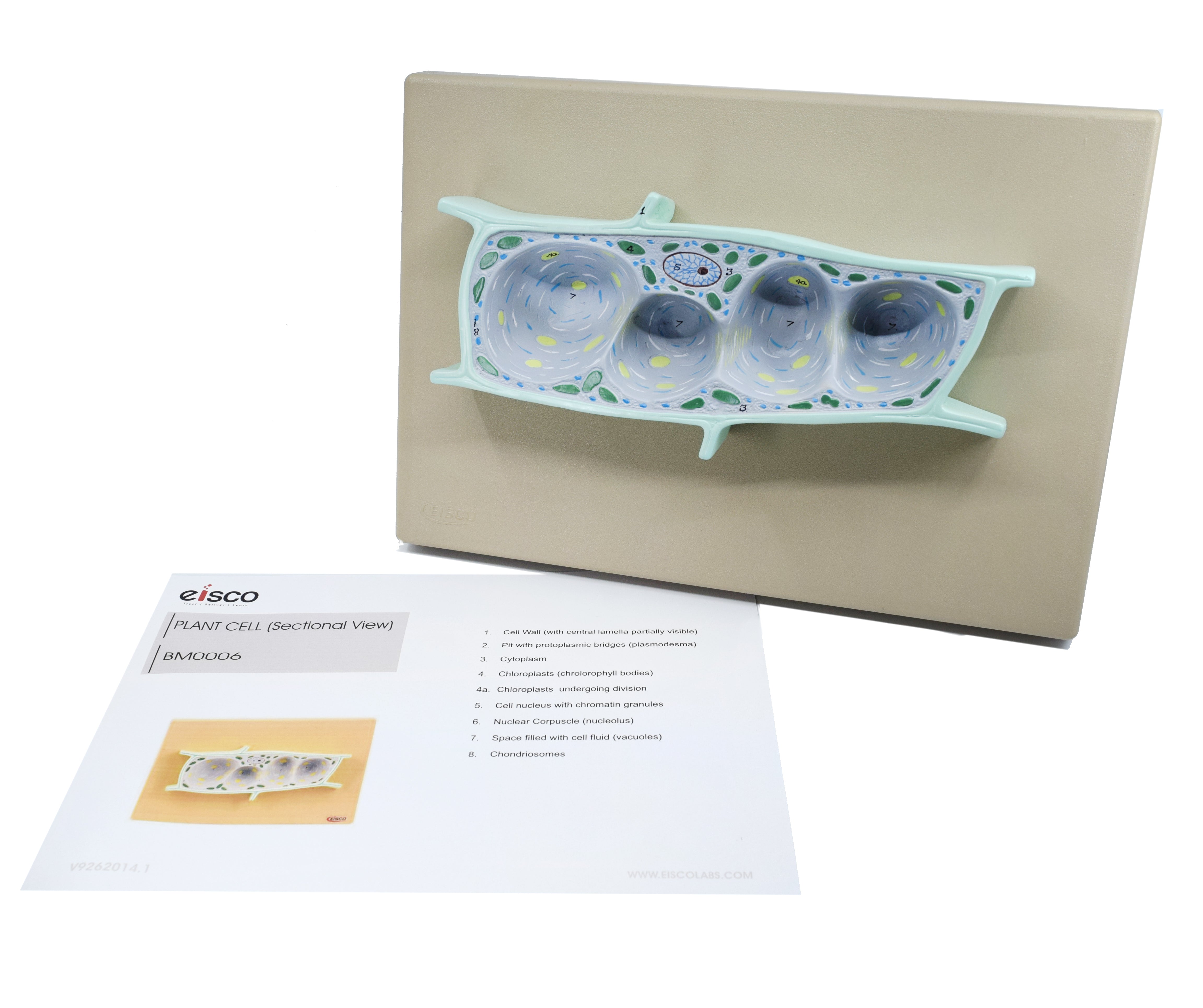 3D Plant Cell Sectional Model, 13 x 9", Hand-Painted