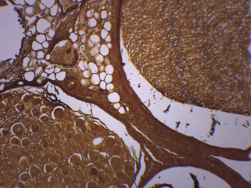 Basal Spinal Ganglion Prepared Microscope Slide