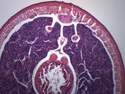 Earthworm Ovary Cross-Section Prepared Microscope Slide