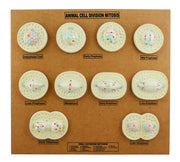 Animal Cell Mitosis Anatomical Model