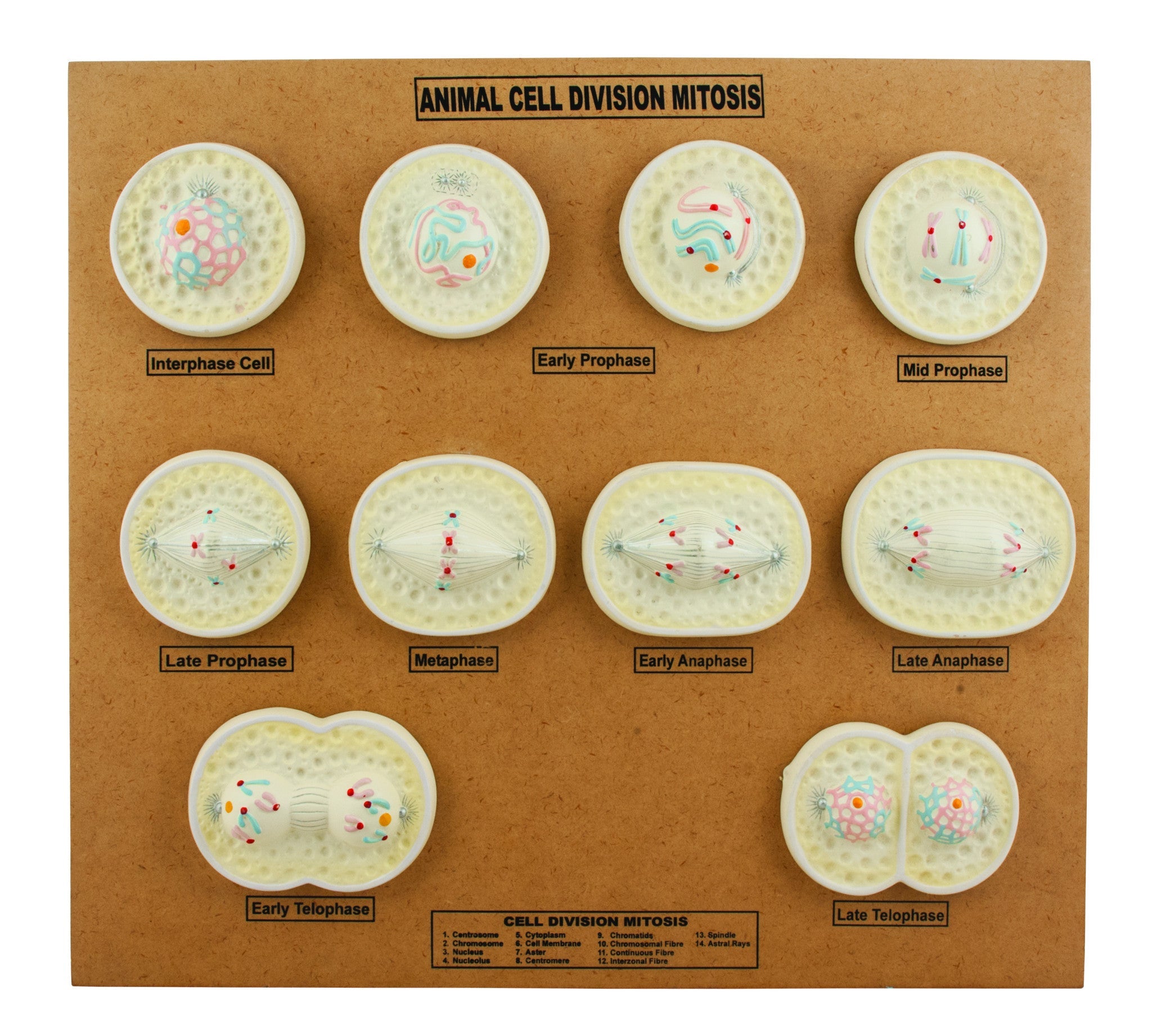 Animal Cell Mitosis Anatomical Model