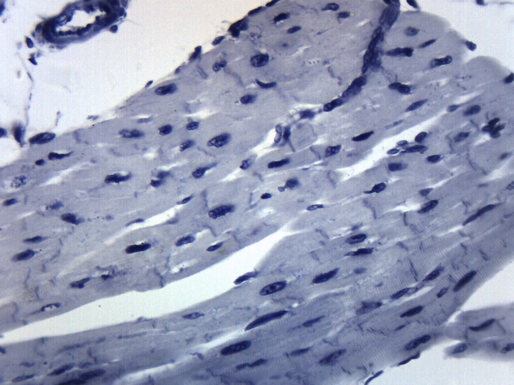 Cardiac Muscle (Mammal) Prepared Microscope Slide