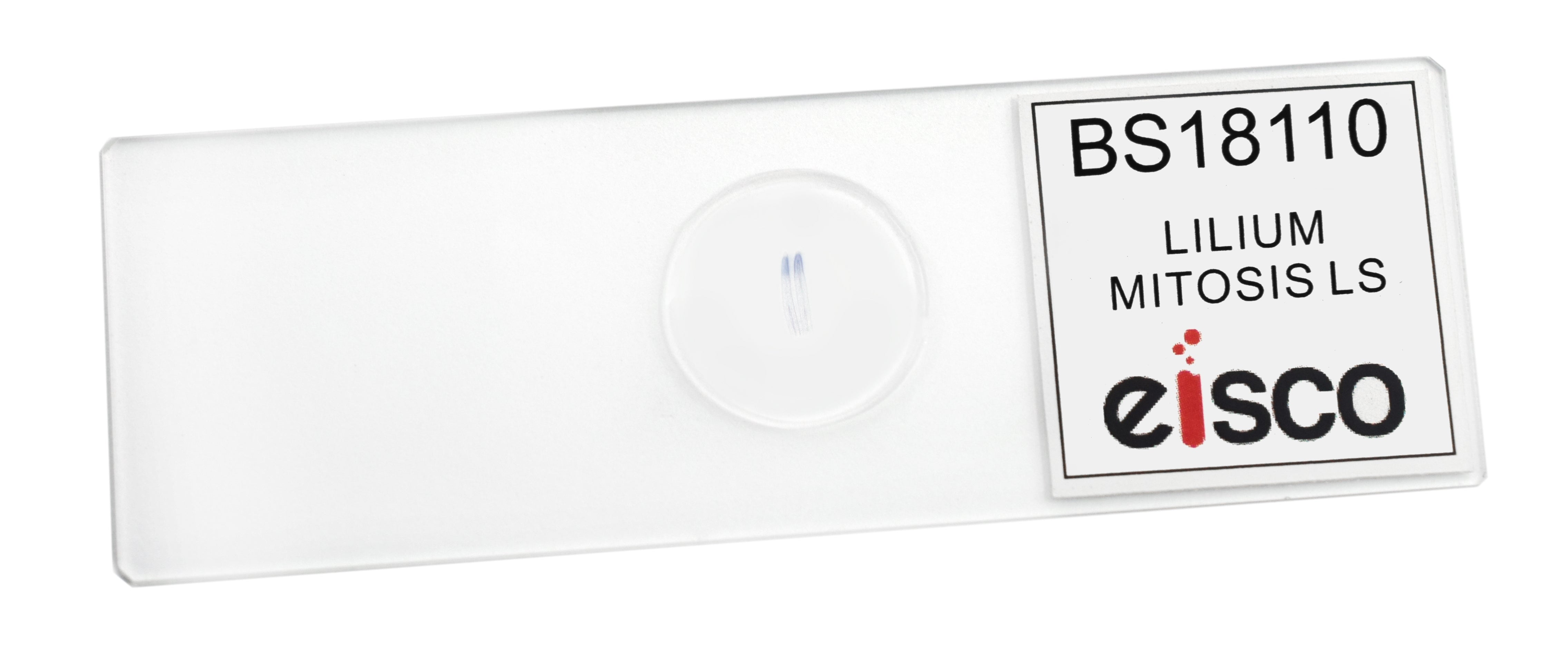 Lilium Mitosis Prepared Microscope Slide
