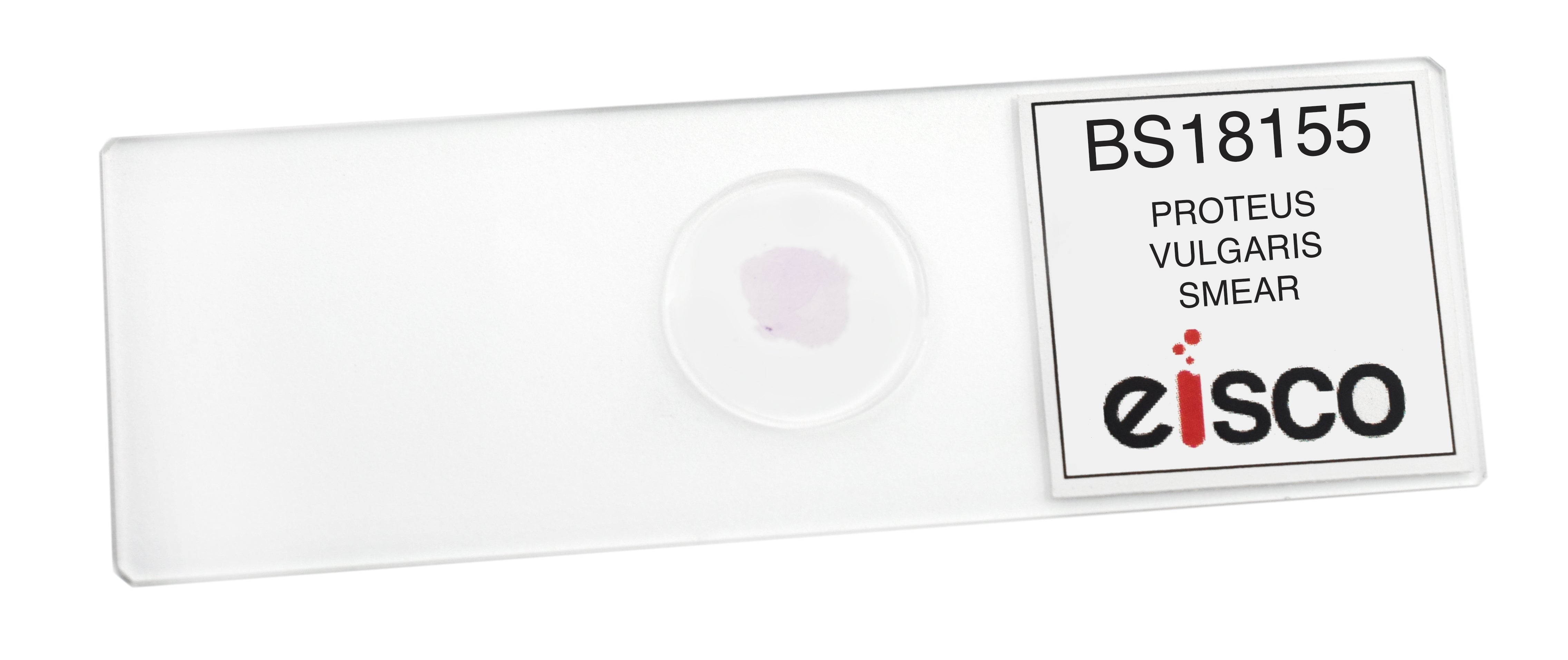 Proteus Vulgaris Smear Prepared Microscope Slide