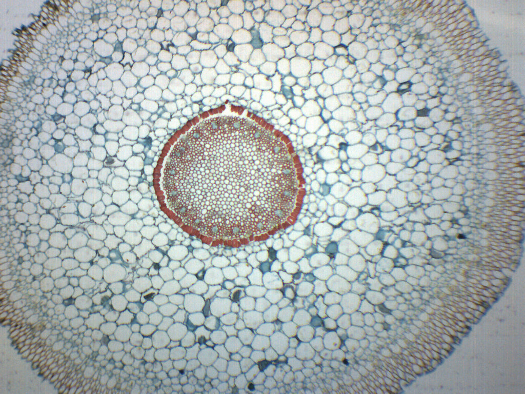 Orchid Aerial Root Cross-Section Prepared Microscope Slide