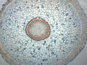 Orchid Aerial Root Cross-Section Prepared Microscope Slide