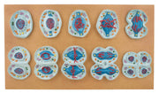 10-Piece Meiosis Stages Anatomical Model Set