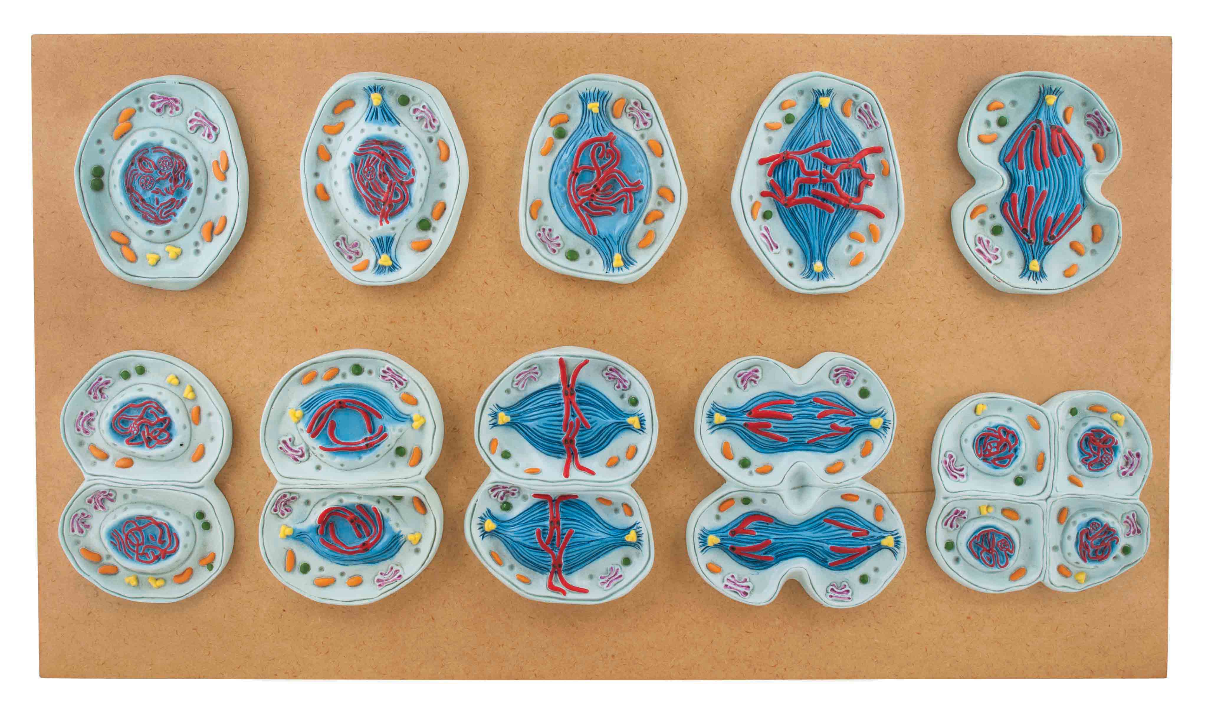 10-Piece Meiosis Stages Anatomical Model Set