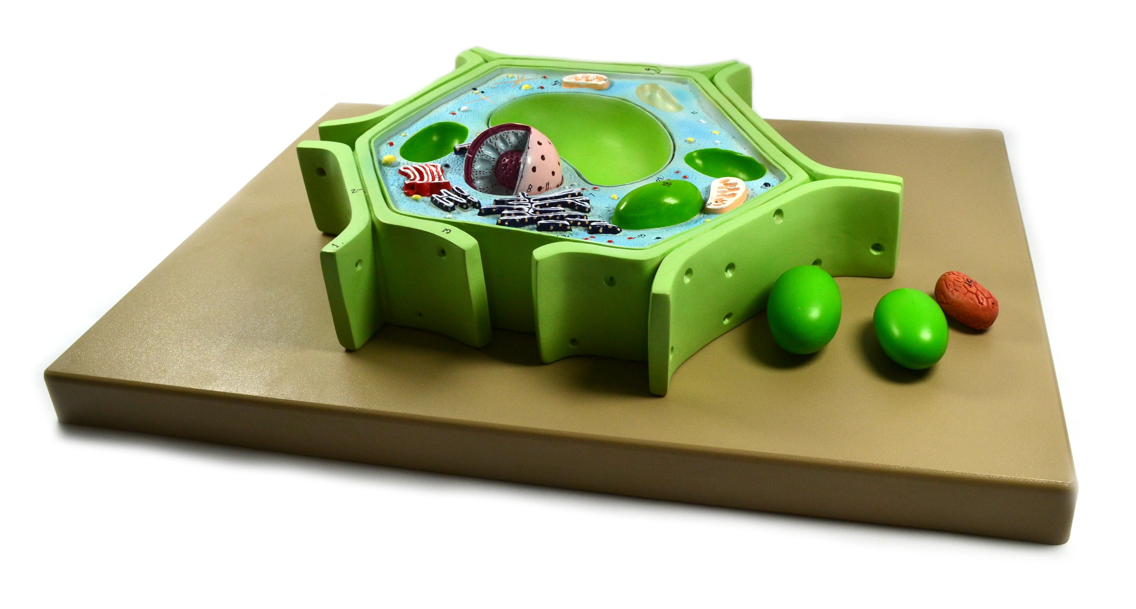4-Part Plant Cell Model with Removable Chloroplast, Mitochondrion, and Nucleus
