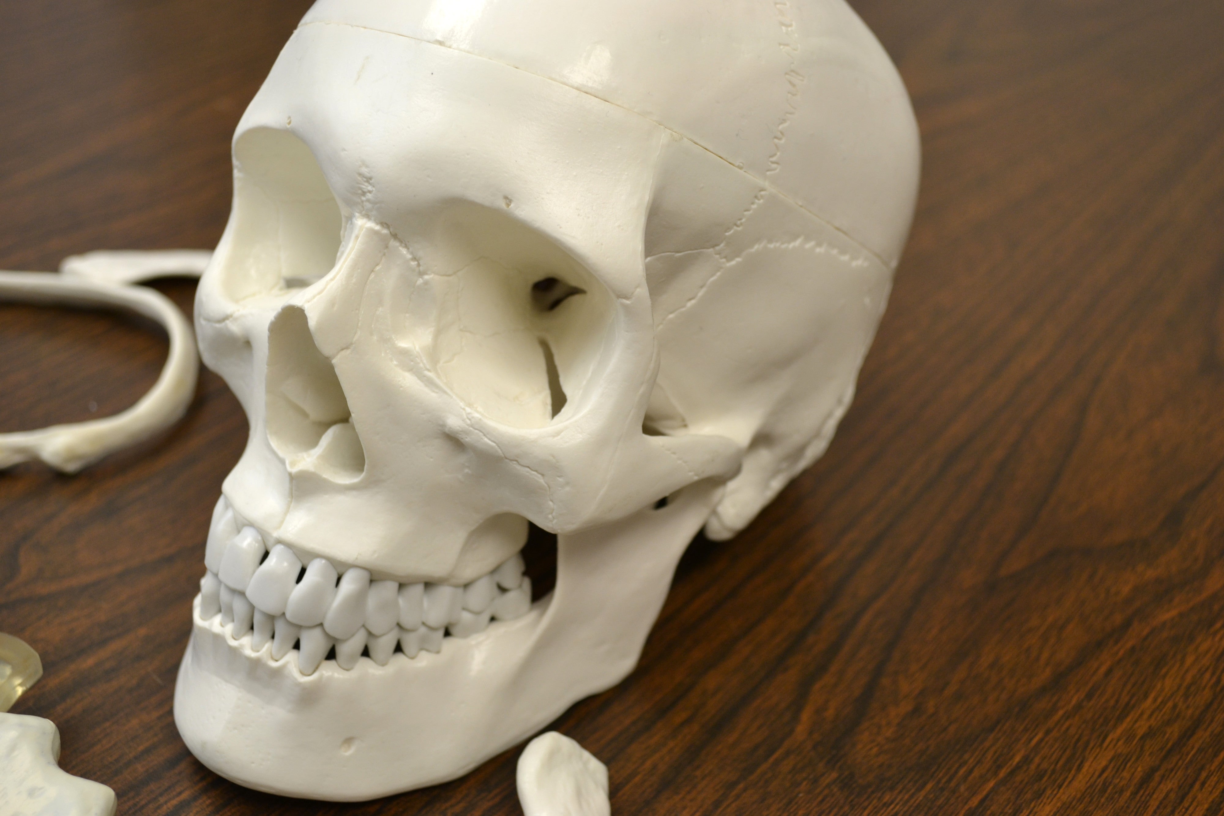 Life-Size Disarticulated Human Skeleton, Medical Quality