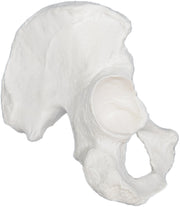 Human Hip Bone Anatomical Model, Left